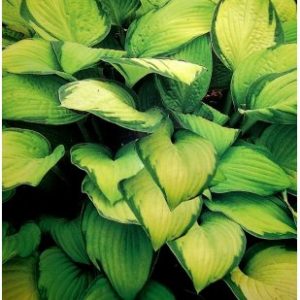 plants